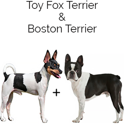 Foxton Terrier Dog